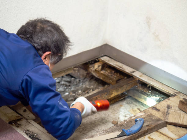 Best Black Mold Removal  in Natchez, MS