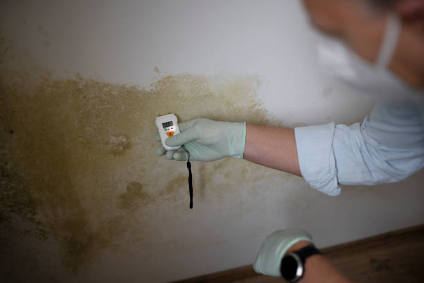Best Attic Mold Removal  in Natchez, MS