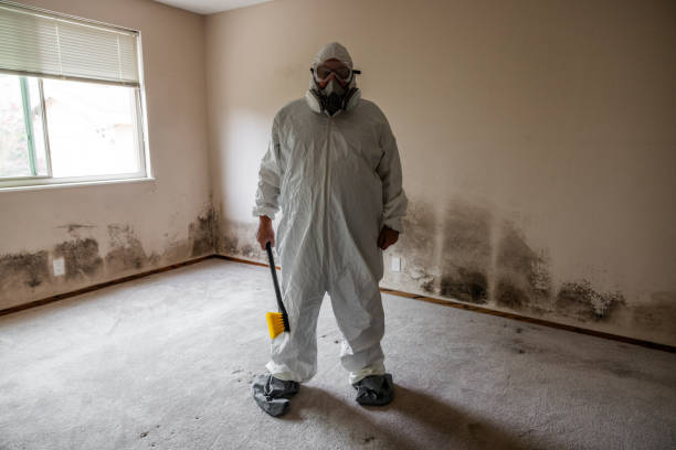 Mold Removal Process in Natchez, MS