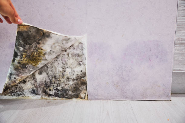 Best Mold Removal Company Near Me  in Natchez, MS